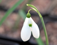 Galanthus Bertram Anderson